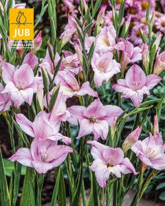 Gladiolus Charming Lady-2 14001659